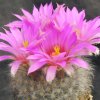 Mammillaria_guelzowiana